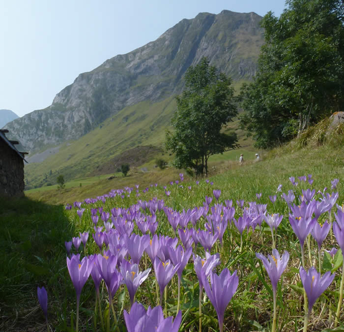 Crocus nudiflorus at Saugué