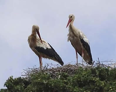 white storks' nest, Crete