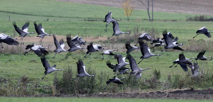 cranes in Poland, October 2017