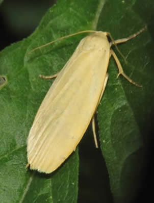 Dingy Footman var stramineola