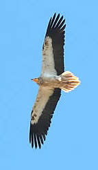 Egyptian vulture