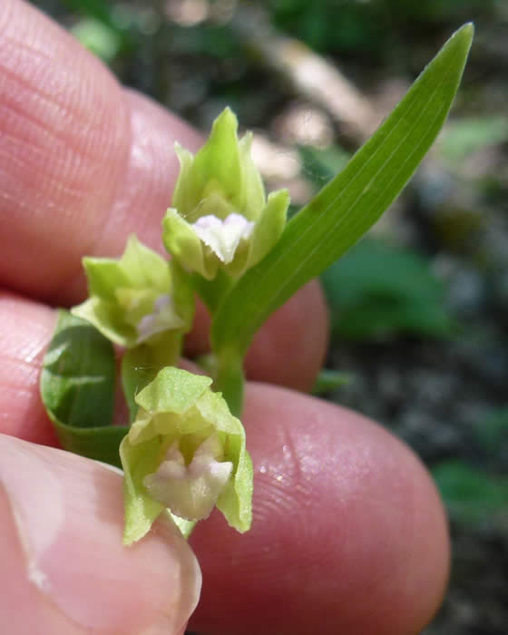 Epipactis persica