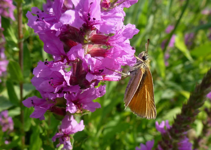 Essex skipper