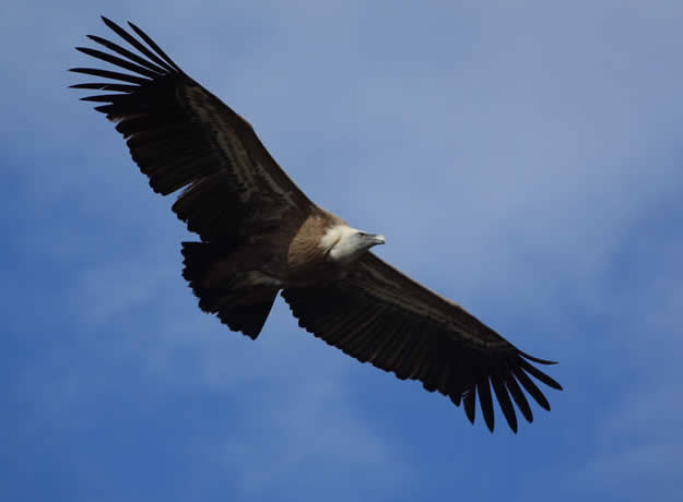 griffon vulture (Tim Wright)