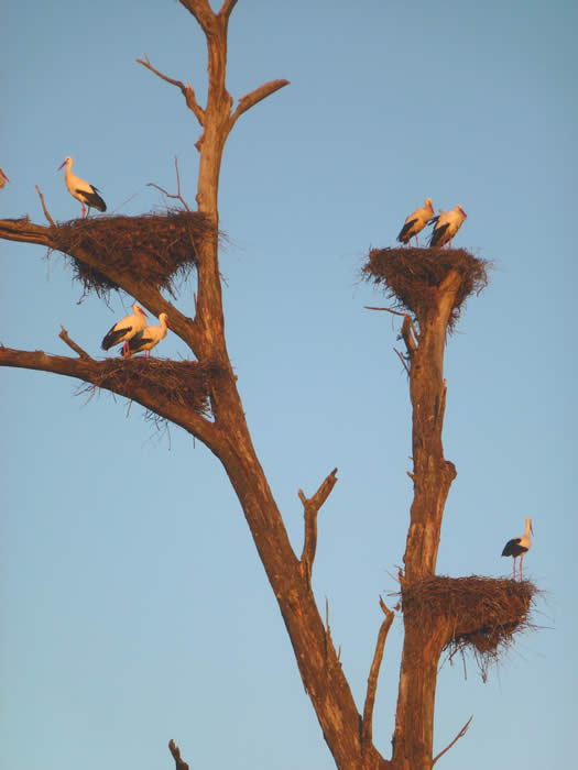 white stork nests at Finca Santa Marta