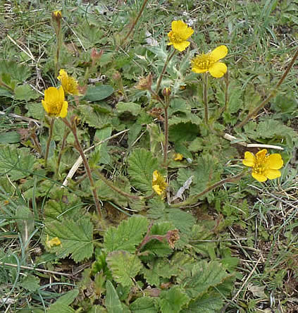 Geum sylvaticum