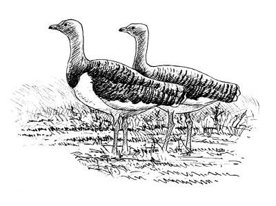 Great bustards