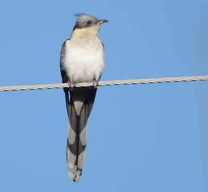 Great spotted cuckoo