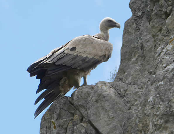Griffon vulture in Binies gorge