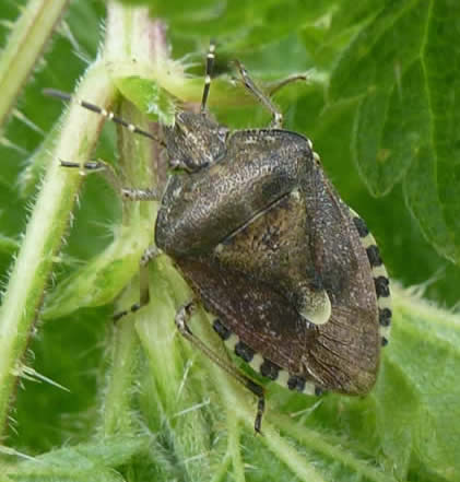 Dolycoris baccarum