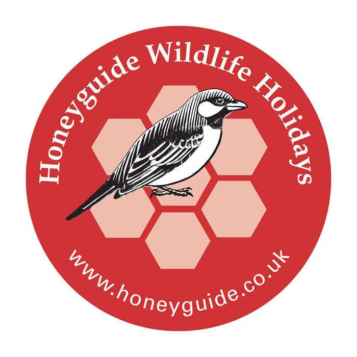 Honeyguide car sticker