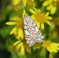 Crimson Speckled moth