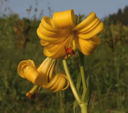 Rhodope lily, 2017 (Vlado Trifonov)