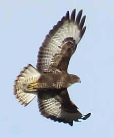 buzzard