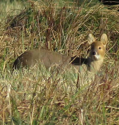 Chinese water deer