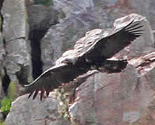 Spanish imperial eagle (John Croft)