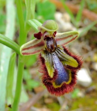 mirror orchid