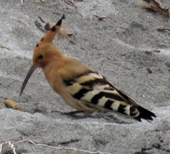 hoopoe