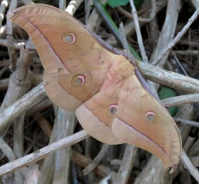 Chinese Oak Silk-moth