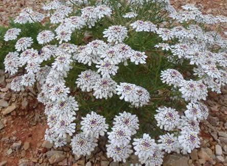 Iberis ciliata