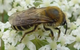 ivy bee on hogweed