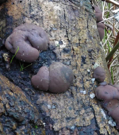 King Alfred's cakes fungi