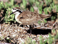 Kittlitz's plover