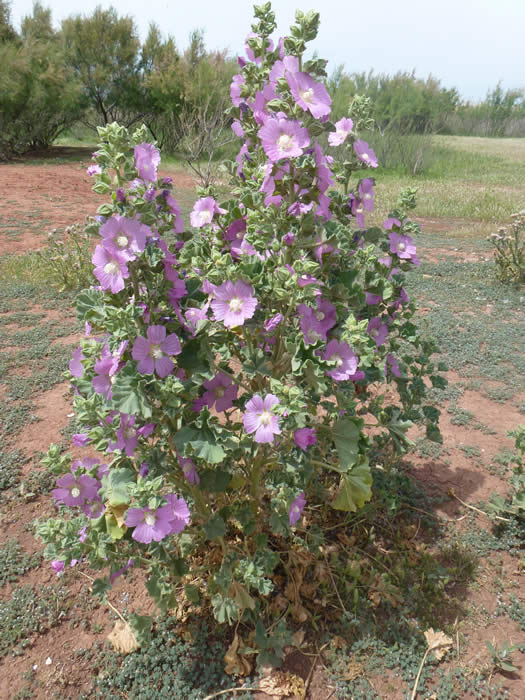 Lavatera triloba