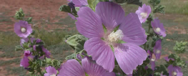 Lavatera triloba, musk-scented lavatera