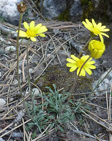 Leucanthemopsis pallida  subsp. virescens