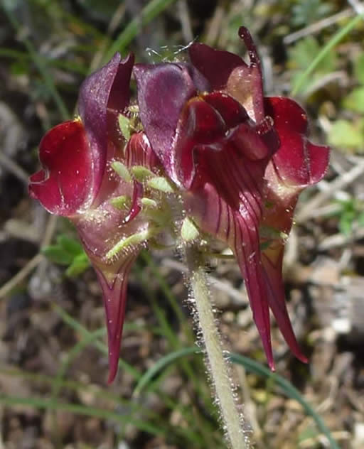 Linaria aeruginea