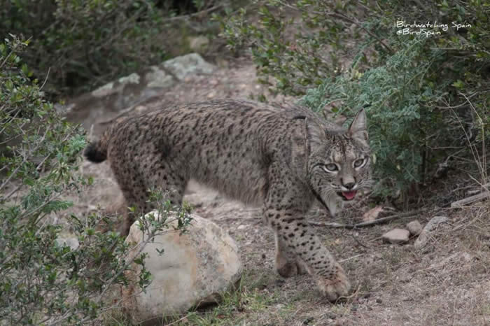 Iberian lynx tour