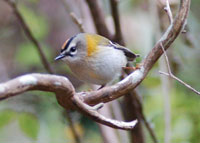 Madeira firecrest