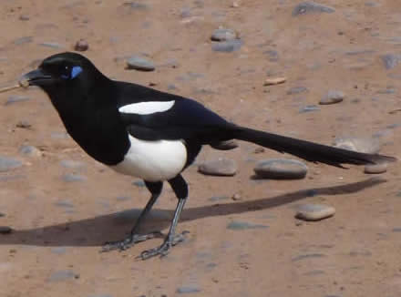 Maghreb magpie