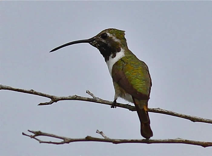 Mexican Sheartail Hummingbird, male