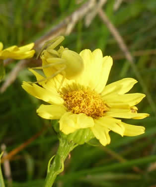 Crab spider Misumena vatia 