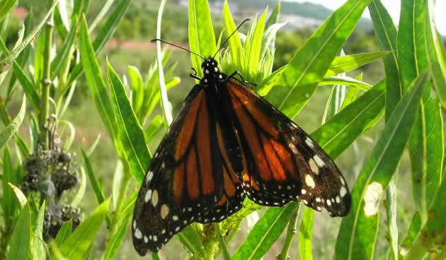 Monarch on silkweed