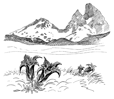 Trumpet gentians