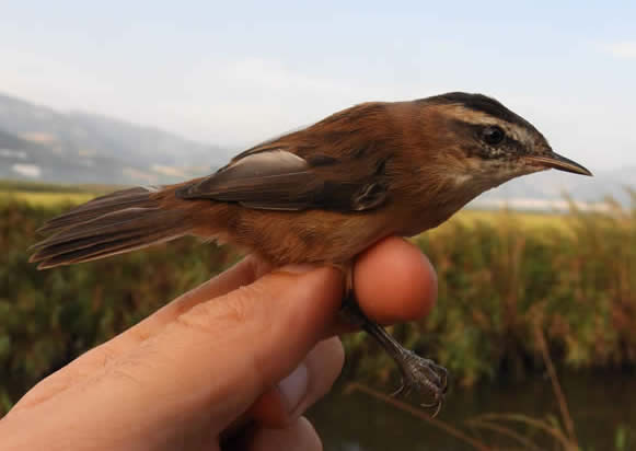 Moustached warbler