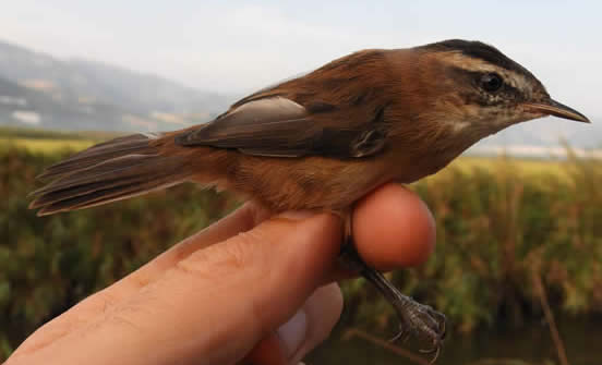 Moustached warbler