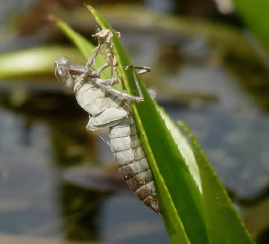 Norfolk hawker exuvia