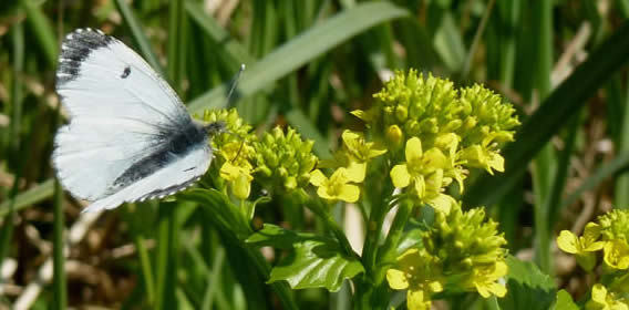 orange-tip female on wintercress