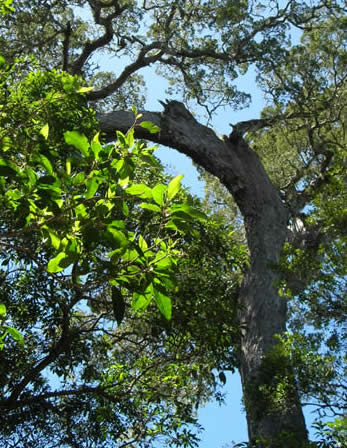 Outeniqua yellowwood