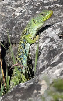 ocellated lizard