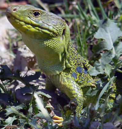 ocellated lizard