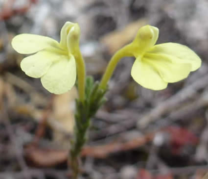 Odontites longiflorus 