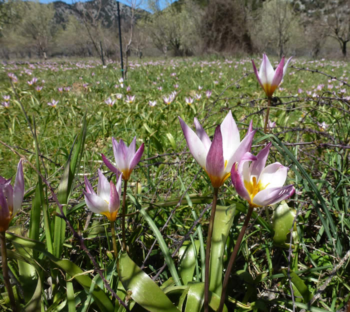 Tulipa bakeri at Omalos