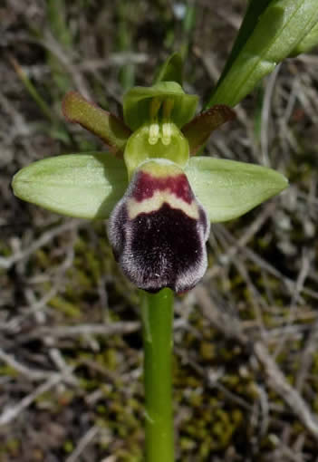 Ophrys dyris