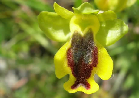 Ophrys sicula