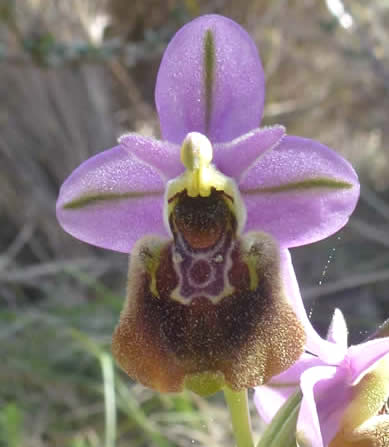 Ophrys x pielteri 